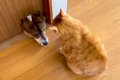 犬が『猫用の穴から…の画像