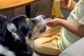 男の子が『犬とバナ…の画像