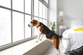 犬が『窓の外を眺め…の画像