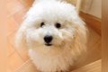 もふもふになった犬…の画像