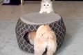 犬と猫のお留守番を…の画像