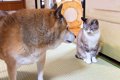 柴犬が『いなくなっ…の画像