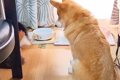 犬がご飯を食べ終わ…の画像