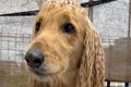 ロングヘアがうねう…の画像