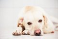 犬の元気がなくなる…の画像