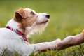 犬は『飼い主の顔を…の画像