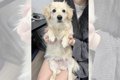 子犬に小さなツノが…の画像