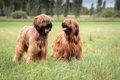 ブリアードの特徴は…の画像