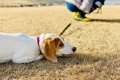 犬が『運動不足にな…の画像