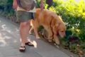 散歩中の大型犬が『…の画像