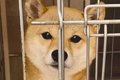 4歳の繁殖引退犬を引…の画像