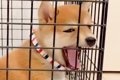 ケージから出してほ…の画像