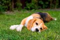 犬が『疲れている』…の画像