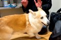 犬が『24時間ぶりに…の画像