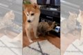 柴犬と猫のラブロマ…の画像