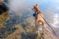 初めて海に来た元保…の画像