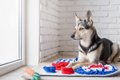 犬の「心の健康」を…の画像