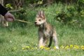 犬が散歩からの帰宅…の画像