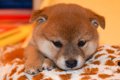 犬につけてはいけな…の画像