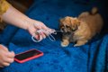 犬がしていたら『超…の画像