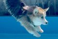 短足の犬が『プール…の画像