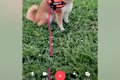 夫が犬の散歩に出か…の画像