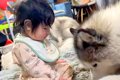 赤ちゃんが『大型犬…の画像