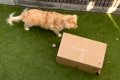 大型犬に『遊んでい…の画像