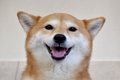 犬が『ヒコーキ耳』…の画像