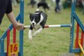 愛犬との絆も深まる…の画像