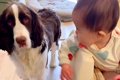 『赤ちゃんと犬が仲…の画像