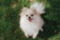 犬が飼い主に『楽し…の画像