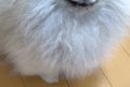子犬に『お鼻食べて…の画像