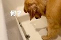 お風呂に入る大型犬→…の画像