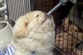 犬が水を飲もうとし…の画像