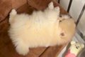 生後3ヶ月の赤ちゃん…の画像