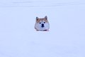 大雪が降った空港で…の画像