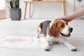 犬の『おしっこの色…の画像