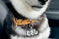 犬のために運転免許…の画像