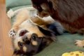 先輩犬に追い詰めら…の画像