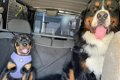 先輩犬の『半分以下…の画像