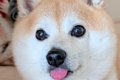 瞳が大きく可愛らし…の画像