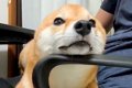 膝の上でくつろぐ犬→…の画像