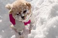 犬を『北海道の雪の…の画像