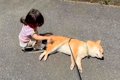 1歳の女の子と犬が散…の画像