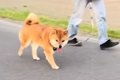 散歩中の犬に内緒で…の画像