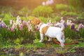 犬が食べると危険な…の画像