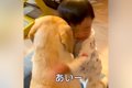 子どもが大型犬にち…の画像