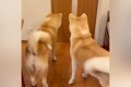 『５ヶ月ぶりの再会…の画像