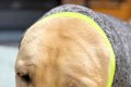 寒がりな大型犬のた…の画像
